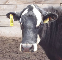 Aliens tag people with implants just as we do cattle